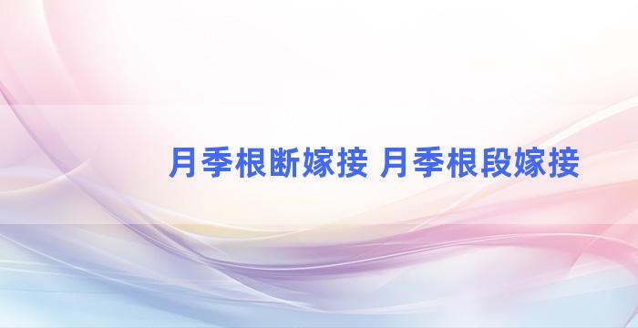 月季根断嫁接 月季根段嫁接